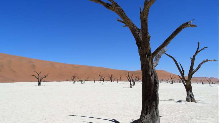 Dead camel thorn tree skeletons on the Deadvlei clay pan, Namibia