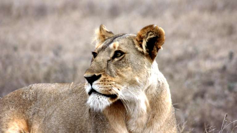 Lion - Etosha national park