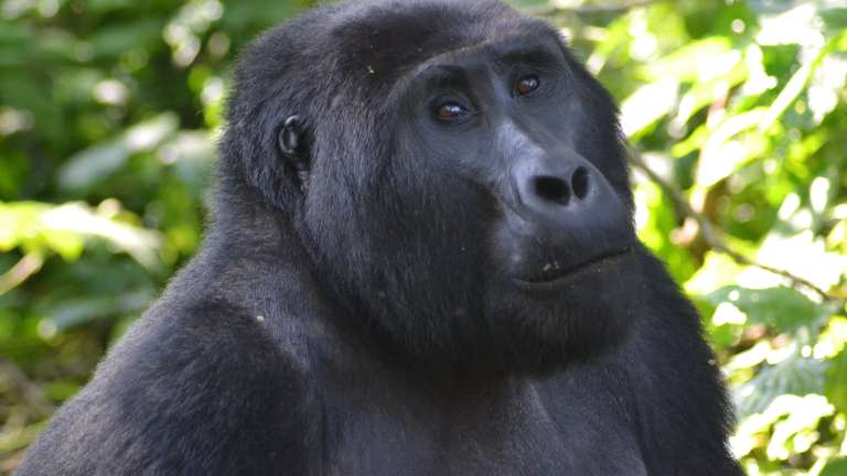 Gorilla trek - Uganda