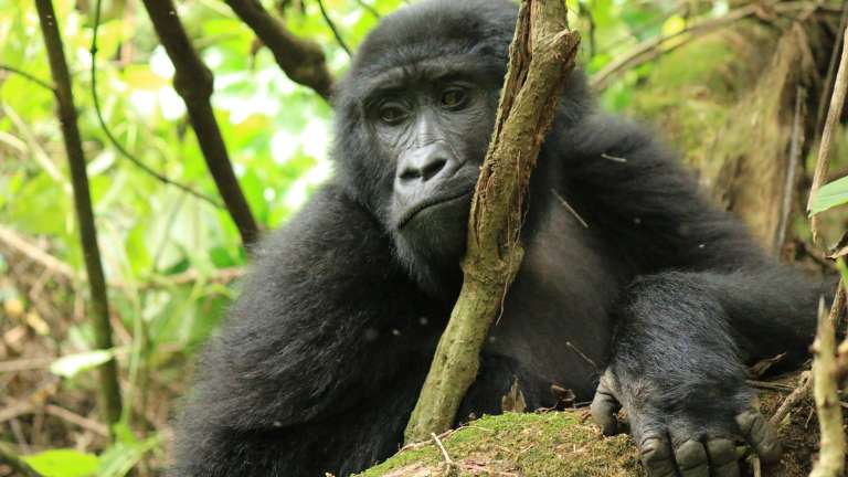 Lake Bunyonyi gorilla trekking