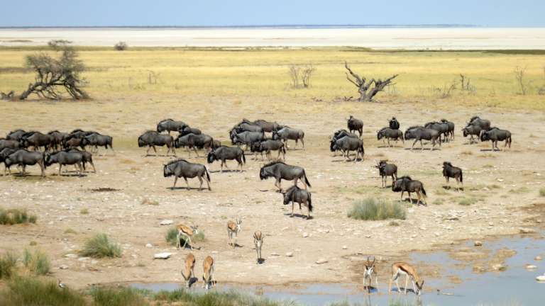 Wildebeest and Springbok Etosha