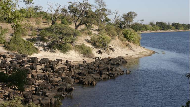 Buffalo herd drinking Chobe river
