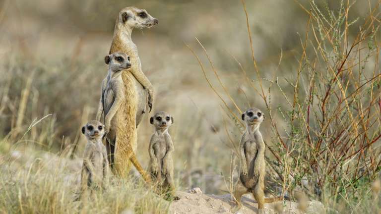Kalahari Meerkats 
