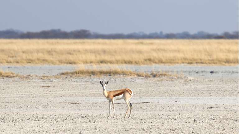 Springbok Makgadikgadi 