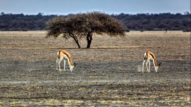Springbok grazing in Nxai pan region