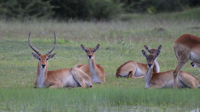 Letchwe in Moremi