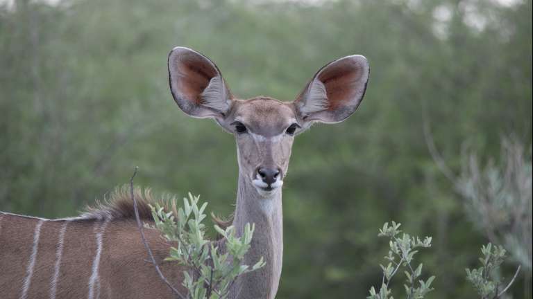 Kudu in Chobe