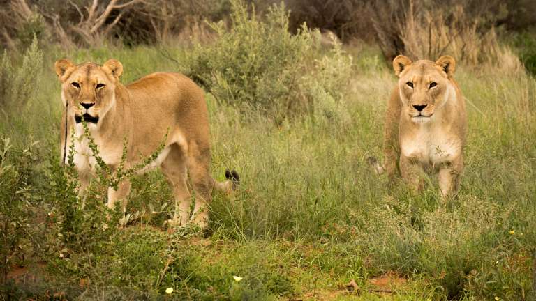 Lioness at Naankuse wildlife sanctury