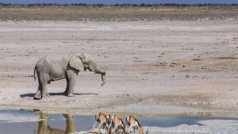 Elephant and Springbok in Etosha