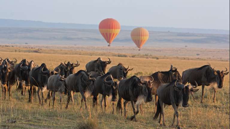 Wildebeest and Hot air Balloons Masai Mara