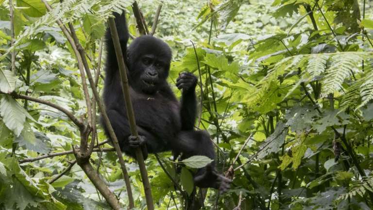 Baby gorilla in Bwindi Uganda