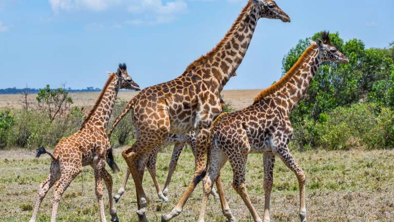 Mara conservancy giraffes