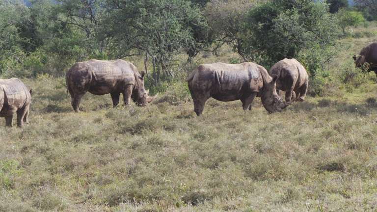 Rhinos in Nakuru national park