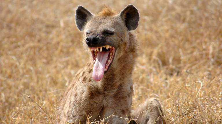 Masai mara laughing hyena