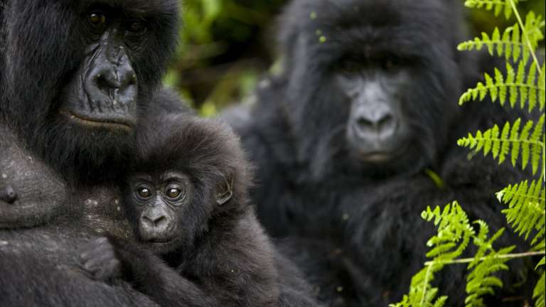 Family of gorillas in Volcanoes Rwanda