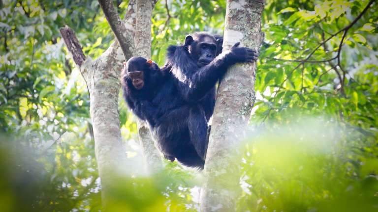 Nyungwe forest chimpanzee trekking