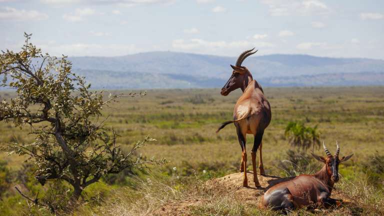Akagera national park antelope on safari
