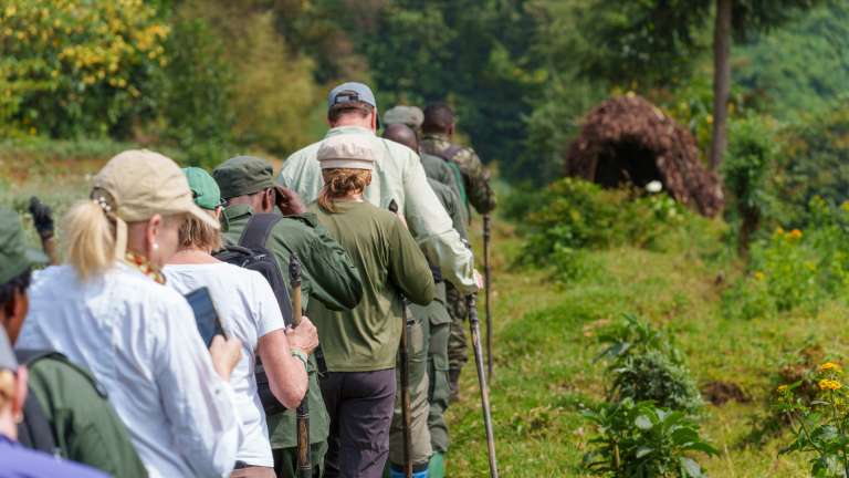 Volcanoes national park gorilla trekking rwanda
