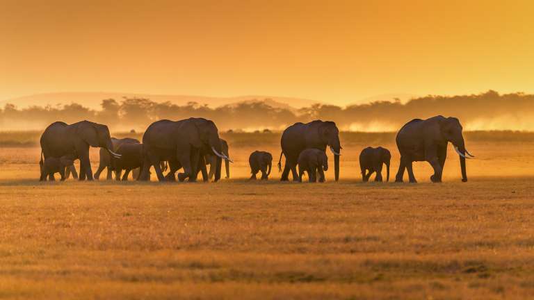 Amboseli elephants at sunset