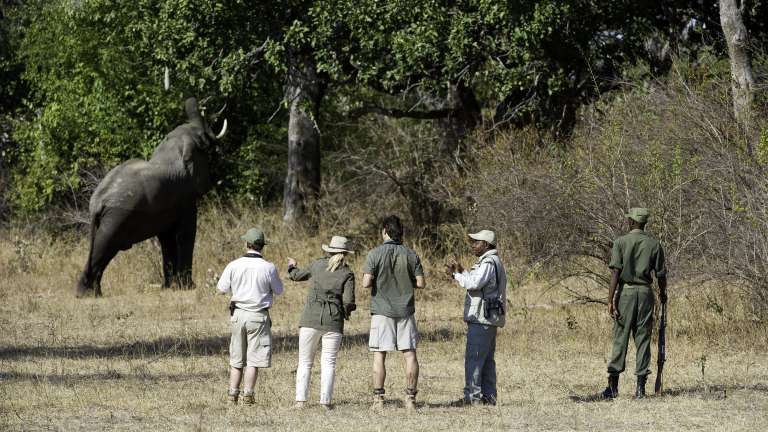 Zambia walking safari with Elephant