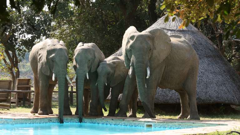 Elephants drinking from lodge pool