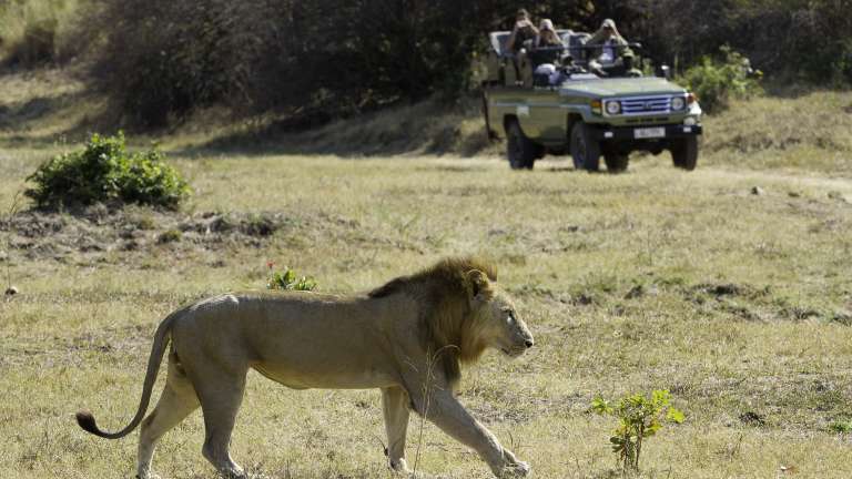 Game drive with Lion