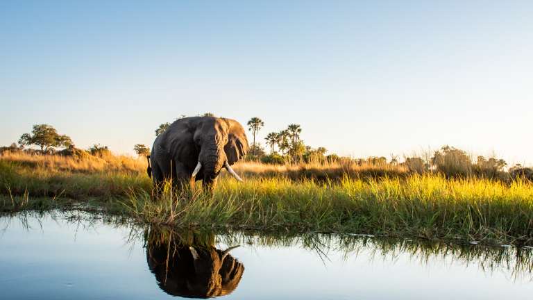 Elephant in Moremi Game reserve