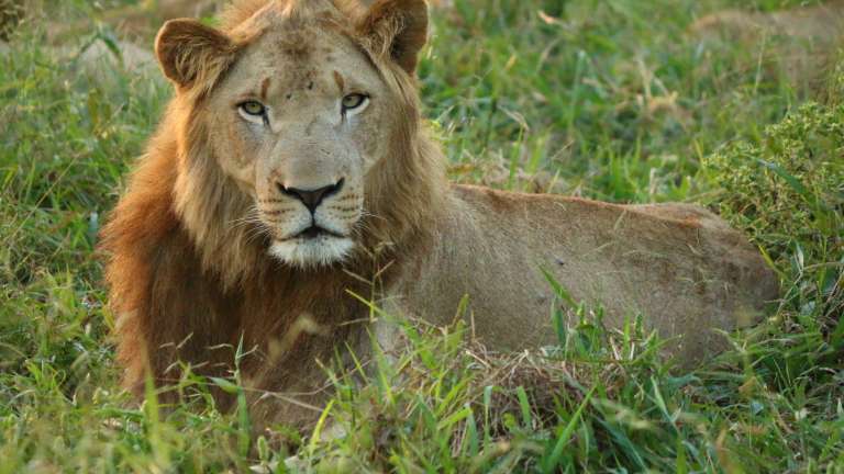 Male lion - Kruger np