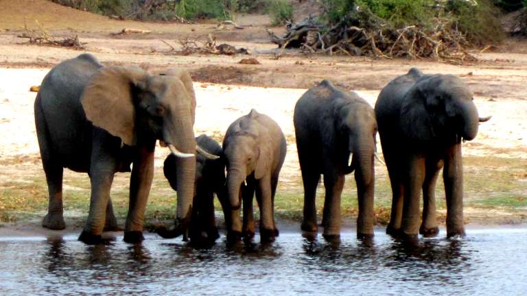 Botswana Chobe np elephants