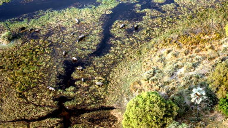 Aerial view of the Okavango Delta, Botswana