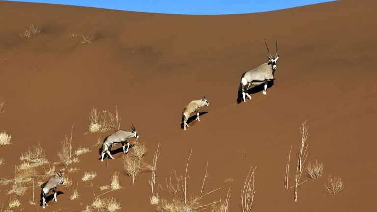 Oryx climbing sand dunes Sossusvlei