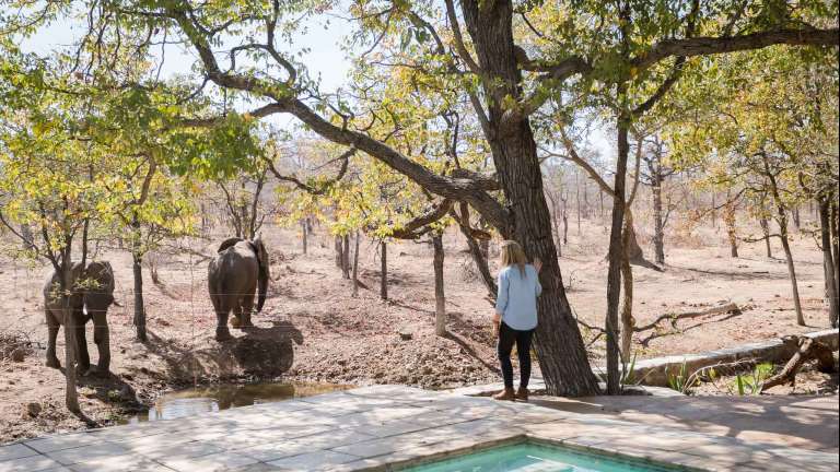 Watching elephants from camp