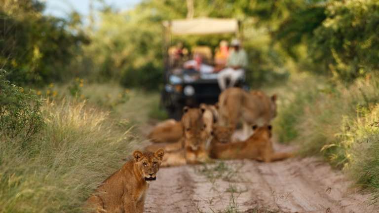 Central kalahari - game drive Lions