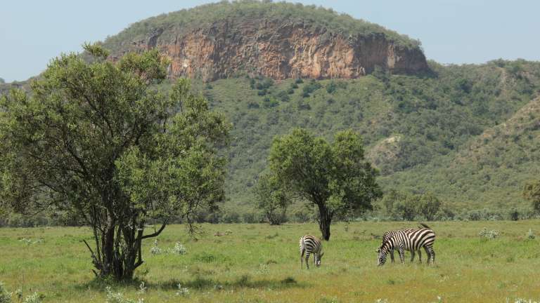 Zebras in Hell's Gate National Park, Kenya