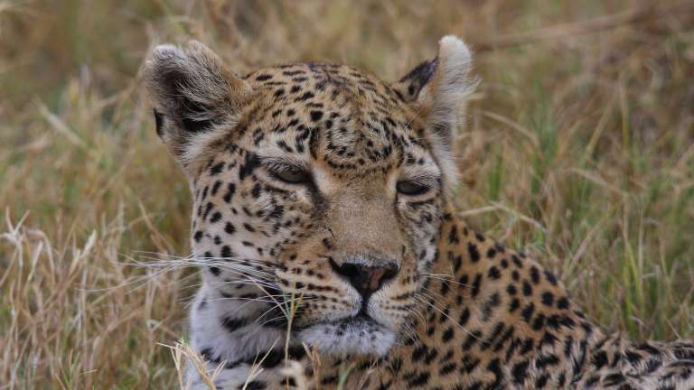 Khwai Leopard