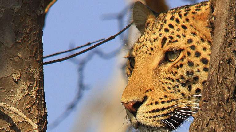 Leopard in tree, Chobe