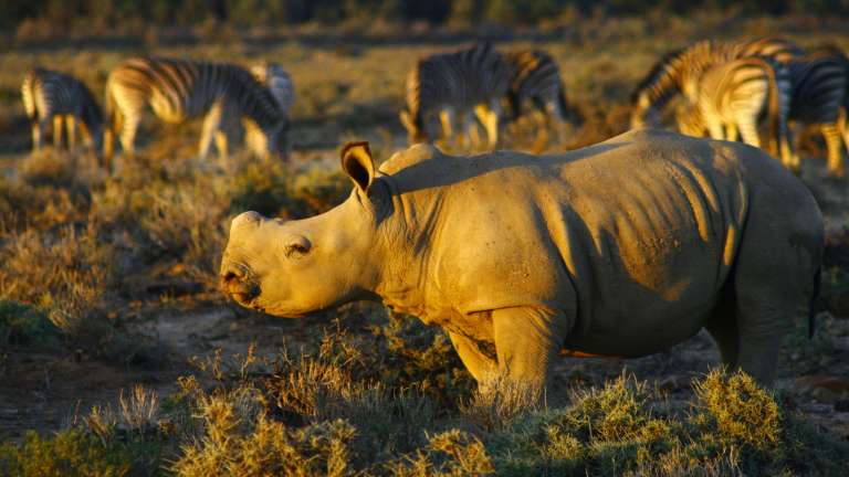 Inverdoorn rhino
