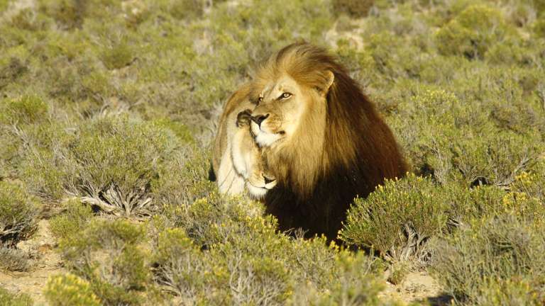 Inverdoorn game reserve lions