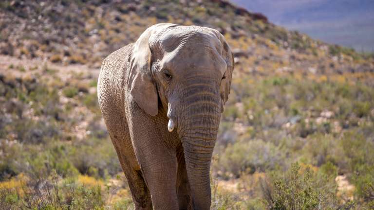 Elephant at Aquila Game reserve