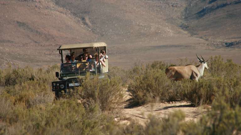 Safari vehicle watching eland in Aquila Private Game Reserve