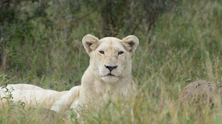 White Lion, Timbavati