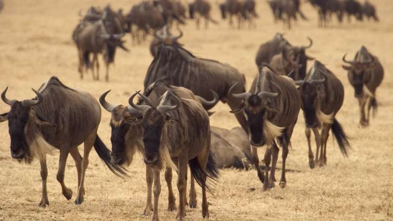 Wildebeest Serengeti