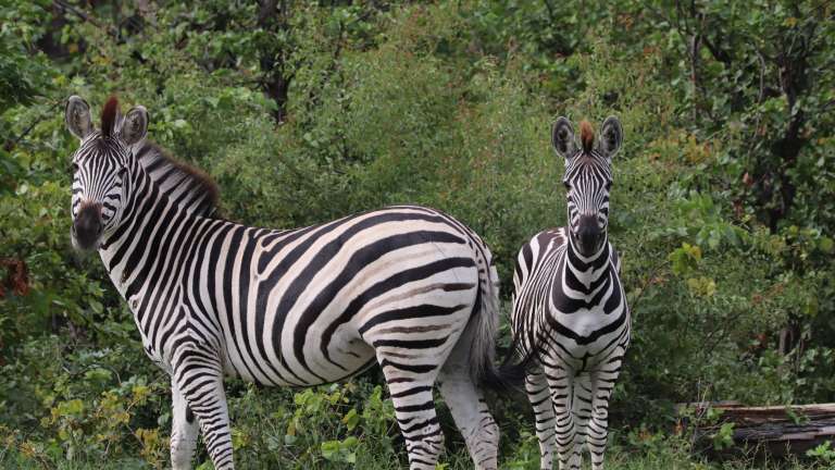 Zebras in Savuti, Botswana