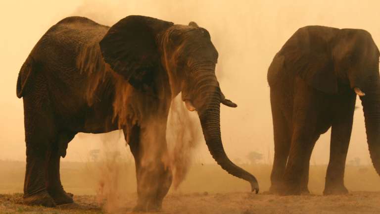 Chobe Elephant - sand bath