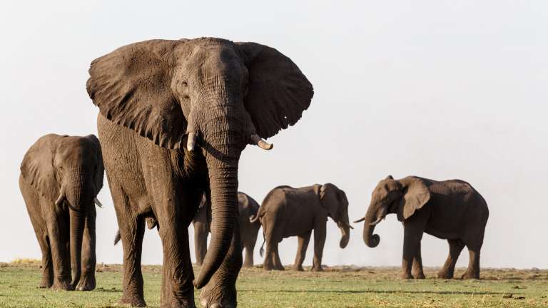 Elephants in Chobe, Botswana
