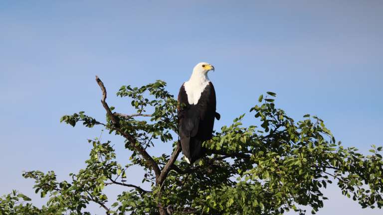 African fish eagle Khwai