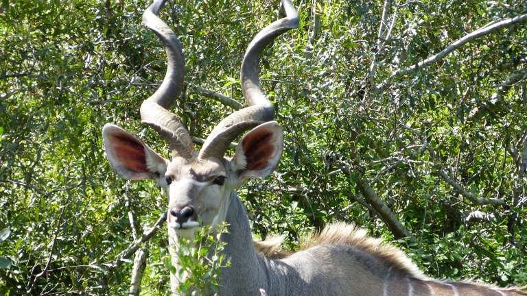Kudu bull, Klaserie game reserve