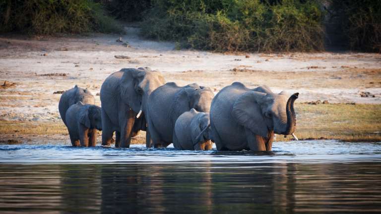 Private Botswana safari, Chobe elephants