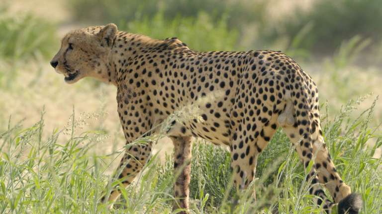 Mobile safari Botswana, Cheetah