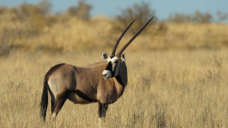 Botswana Mobile safari Gemsbok
